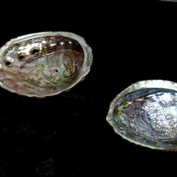 Beautiful Abalone Shell Antique & Vintage lot of 4~Size 8"~8"~6.5"~4 3/4''inches - Picture 2 of 16